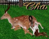 Cha`Zoo Ani Deers