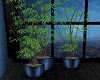 Z: Tranquil Bamboo Plant