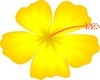Hibiscus Rin