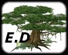 E.D BIG TREE FOREST