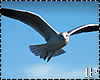 Animated Seagul Flying