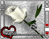 {N} A Single White Rose