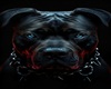 cutout Pitbull