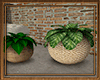 *VK*Baskets with plants