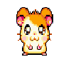 Cute hamster