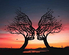 YM - TREES/FACE DOME -