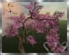 CherryBlossom/SakuraTree