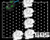 wite roses 1