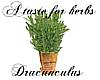 Herbs: Dracunculus