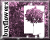 purple cherry tree