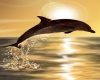 Golden Sunset Dolphin