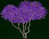 Buganvillea Blue