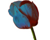 Tulip - Blue and red