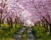 Japanese Garden
