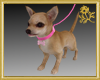 Chihuahua w/Leash