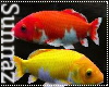 (S1)Koi Fish