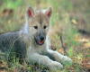 WOLF PUP