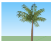 palmtree