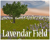 Lavendar Sunset Field