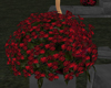 red rose bush