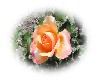 coeur orange rose