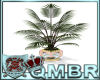 QMBR Plant Asian Palm