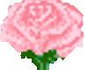 the blooming rose