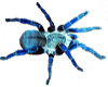 blue spider