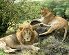 Lion and Lioness picture