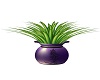 AAM-Purple Vase