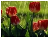! LQT Spring Rain Image2
