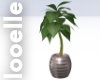 Potted Plant 6