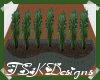 TSK-Shrubs in a Planter
