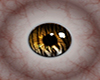 [VGP]Tiger Eyes Female