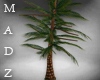MZ! Palm tree with light