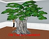 Old Tree 01