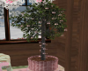 (MC)Twinkle Ficus Tree