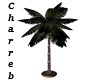 @Lighted Palm Tree