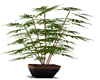 Potted Bamboo