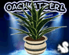 -OK- Potted Plant 2