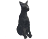 Matika Gray Cat