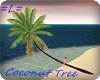 =L= Coconut Tree
