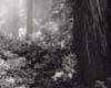 Black and White Forest