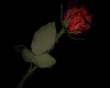 Red Rose Animation