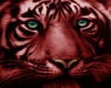 ~Z~Red Tiger 3 Print