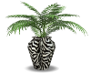 zebra potted palm tree