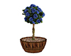:) Hydranger Blue In Pot