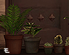 Several plants