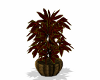 Potted Red Plant