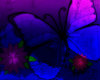 {CC} Club - Butterfly